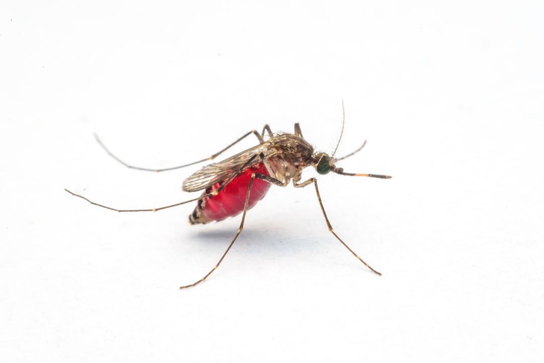Last Bite Mosquito & Tick Control